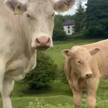 וילה 100 Year Old Family Oldcastle