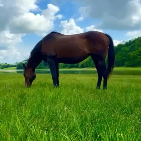 100 Year Old Family וילה